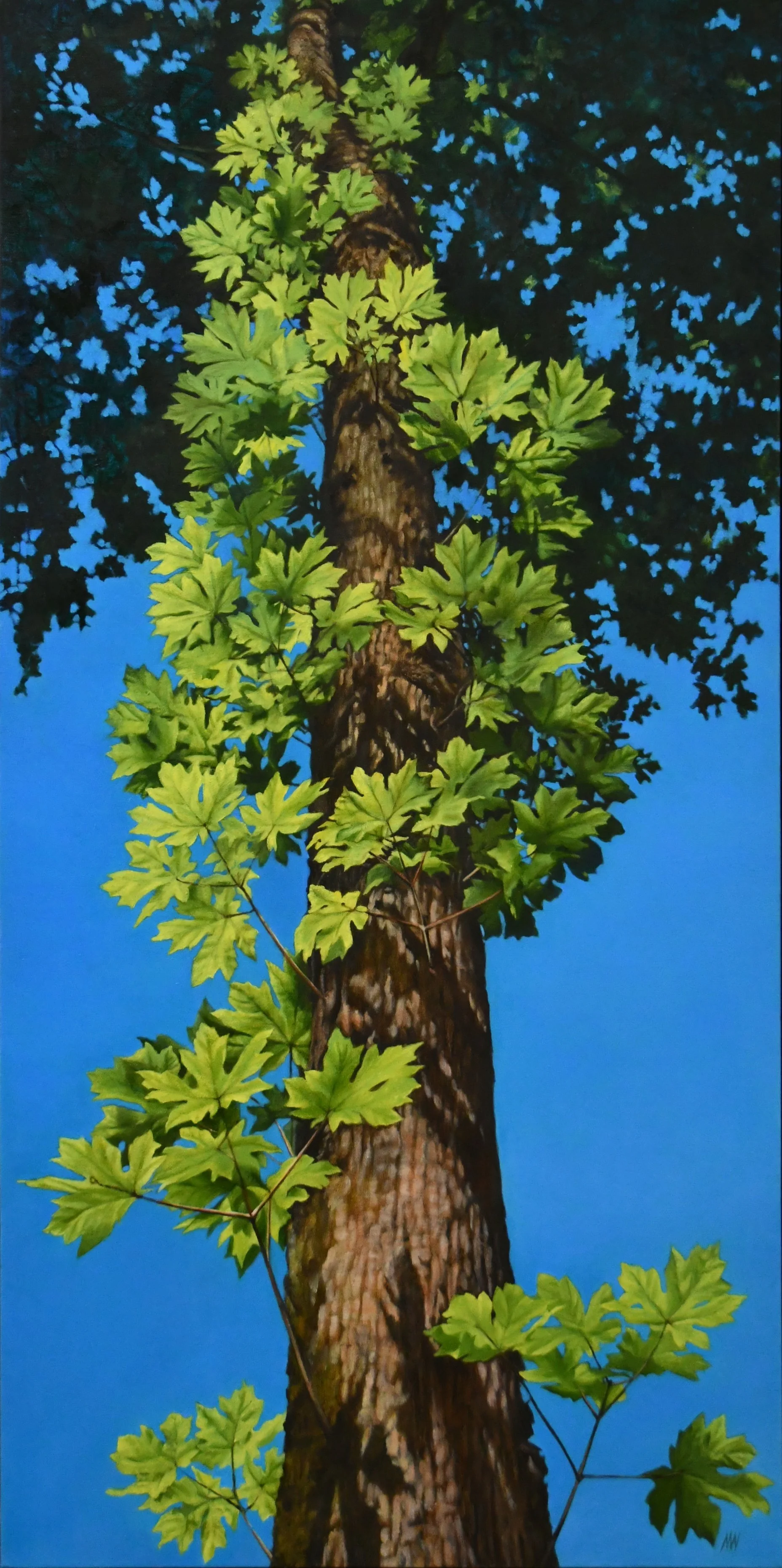 Living Forest Maple
