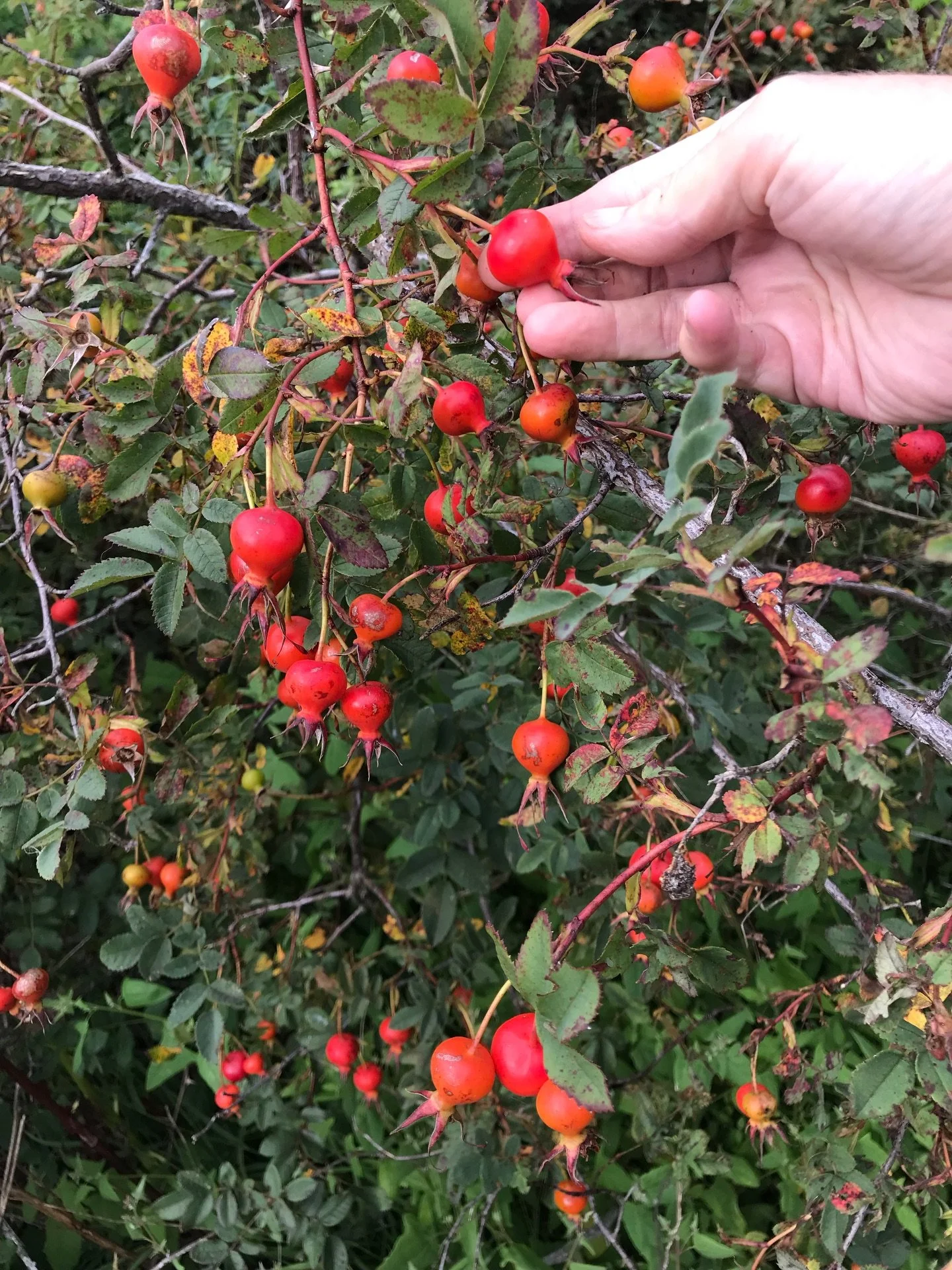 Harvesting rose hips for a friend who wasted no time processing towards tea&hellip;