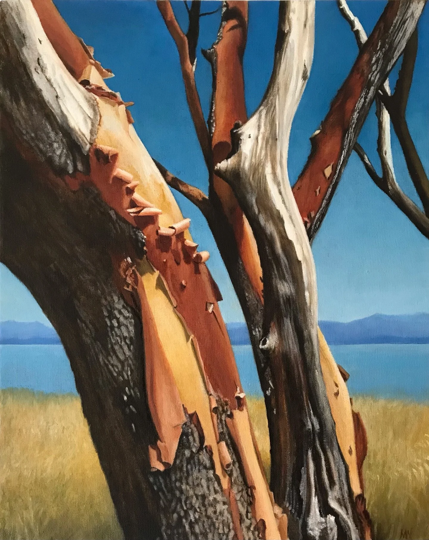 Helliwell Arbutus (20x16&rdquo;) inspired by Hornby Island, has sold in the heat of summer. Thank you @madronagallery 

#arbutustree #hornbyisland #vancouverislandartist #canadianpainter #patternsinnature