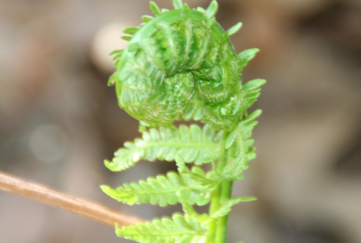 Lenten Resolution Ideas