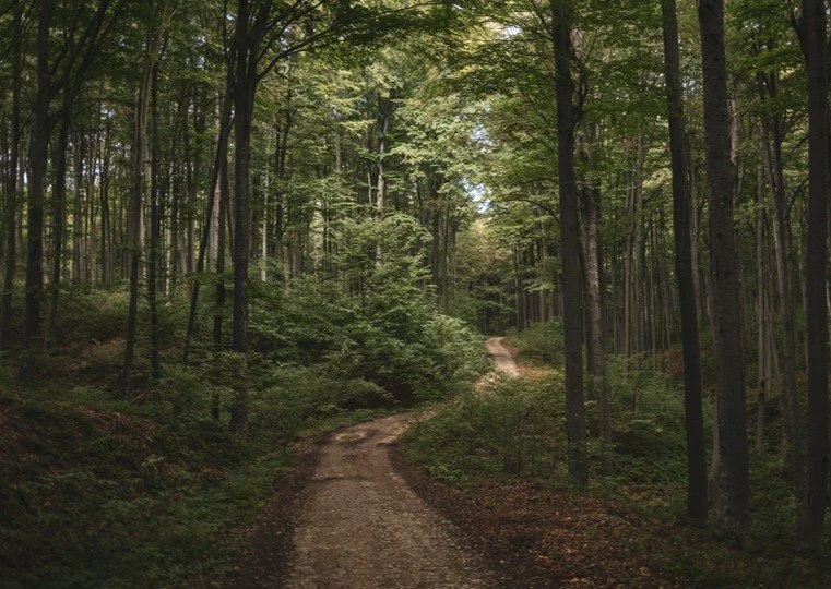 Pilgrimage of Justice: Walking the Path of Nonviolence