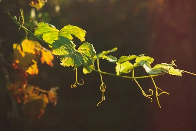 3-Day Silent Directed Retreat: Abide in Me and You Will Bear Great Fruit