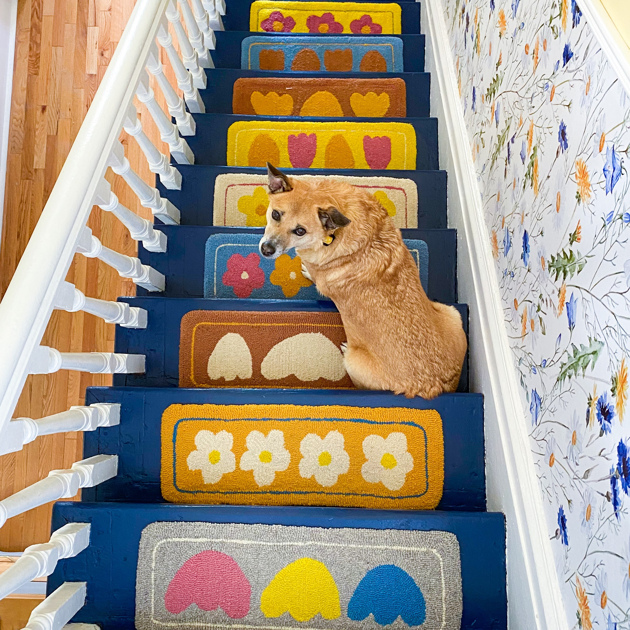 ganga on stair treads above.png