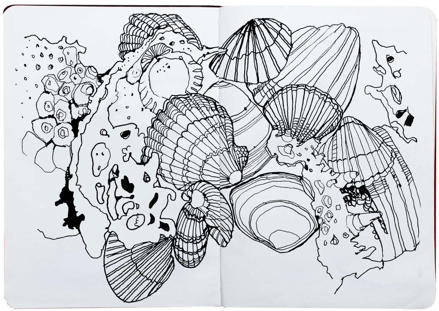 shells-nat.jpg