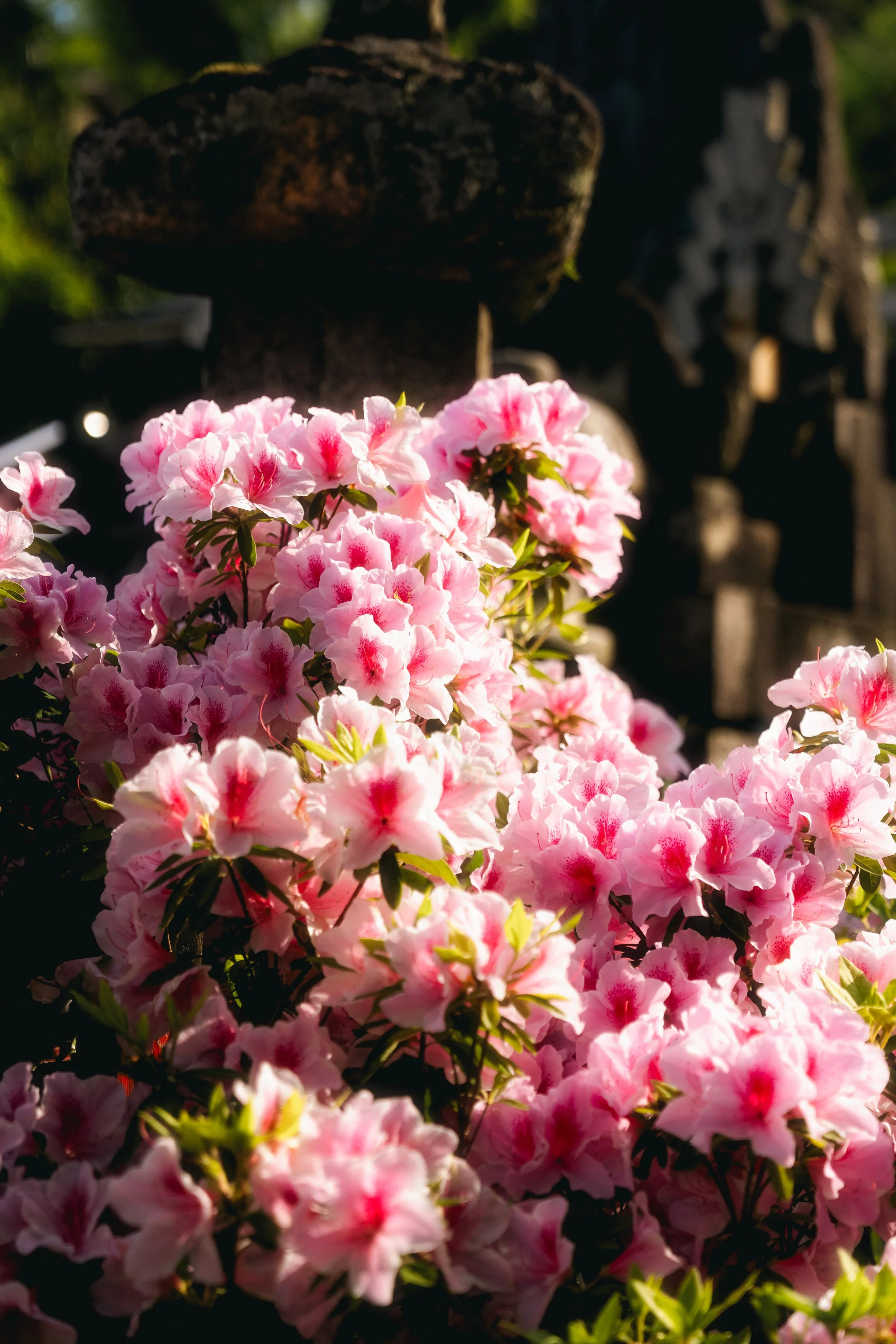JG-Japan2026-70.jpg