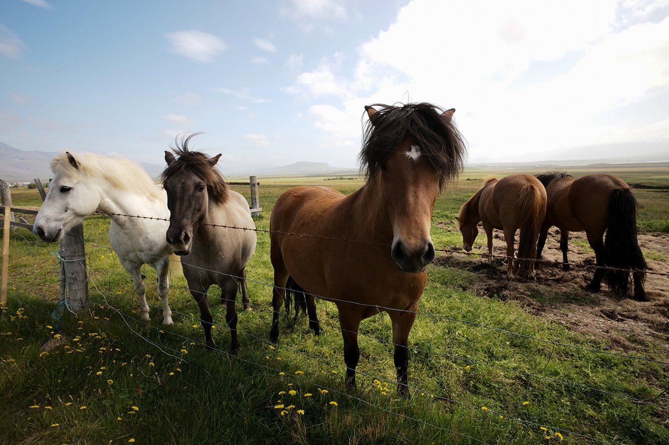 Horses small.jpg