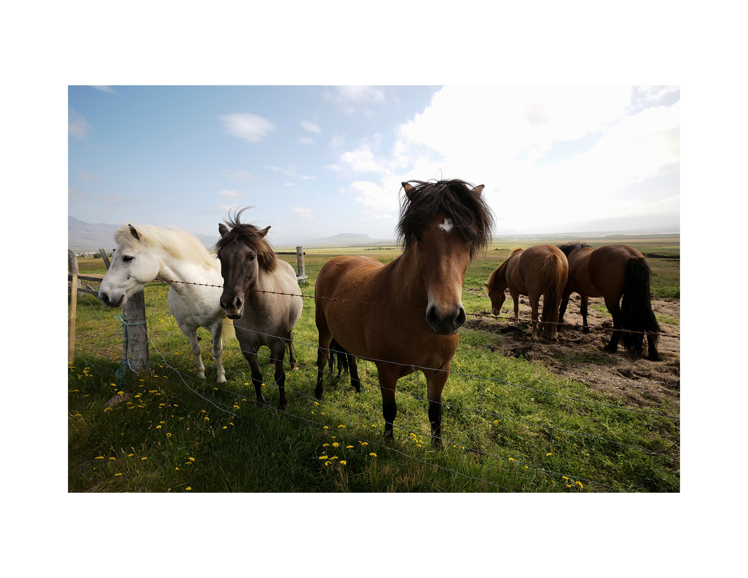 Horses small border.jpg