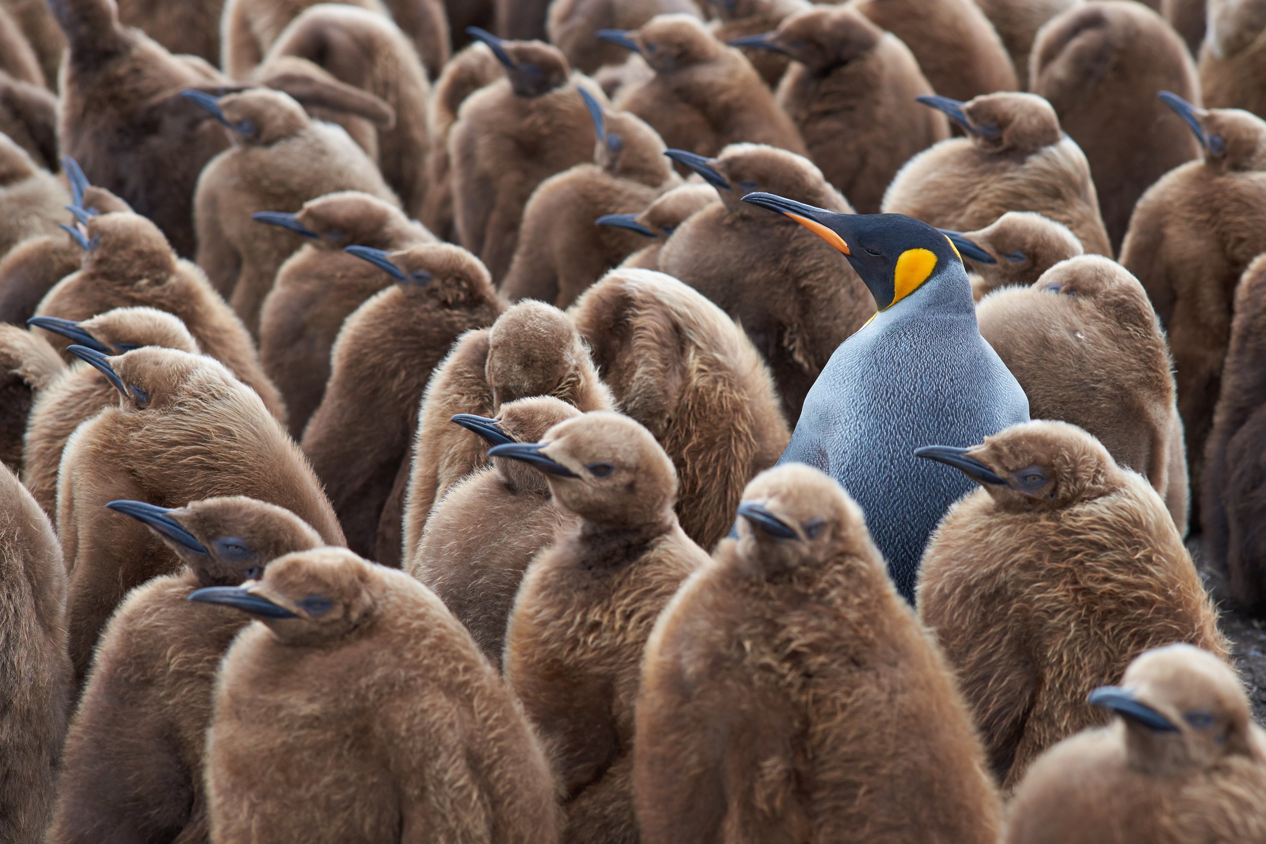 The Revolution of Self: Why Your Midlife Mission Requires You to Stop Fitting In