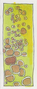 Cells01.jpg