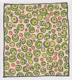 Melon01.jpg
