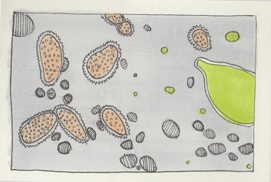 Lichen01.jpg