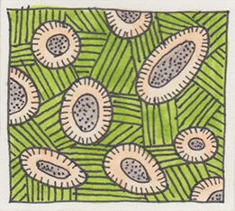 PaisleyScales.jpg