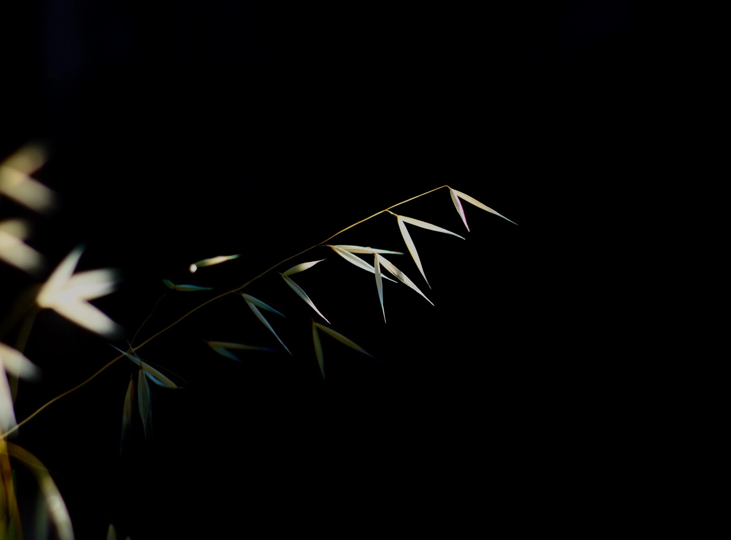 Haunting grass seeds