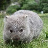 Small wombat.jpeg