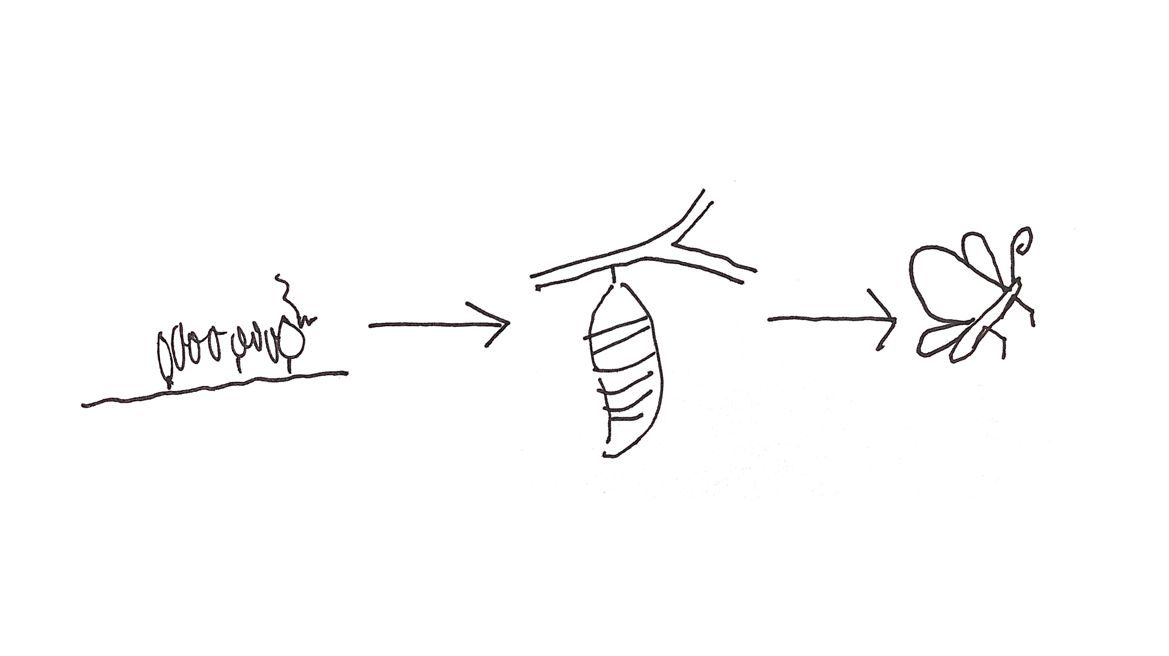 Transformation of a Caterpillar into a Butterfly — Salvation Church