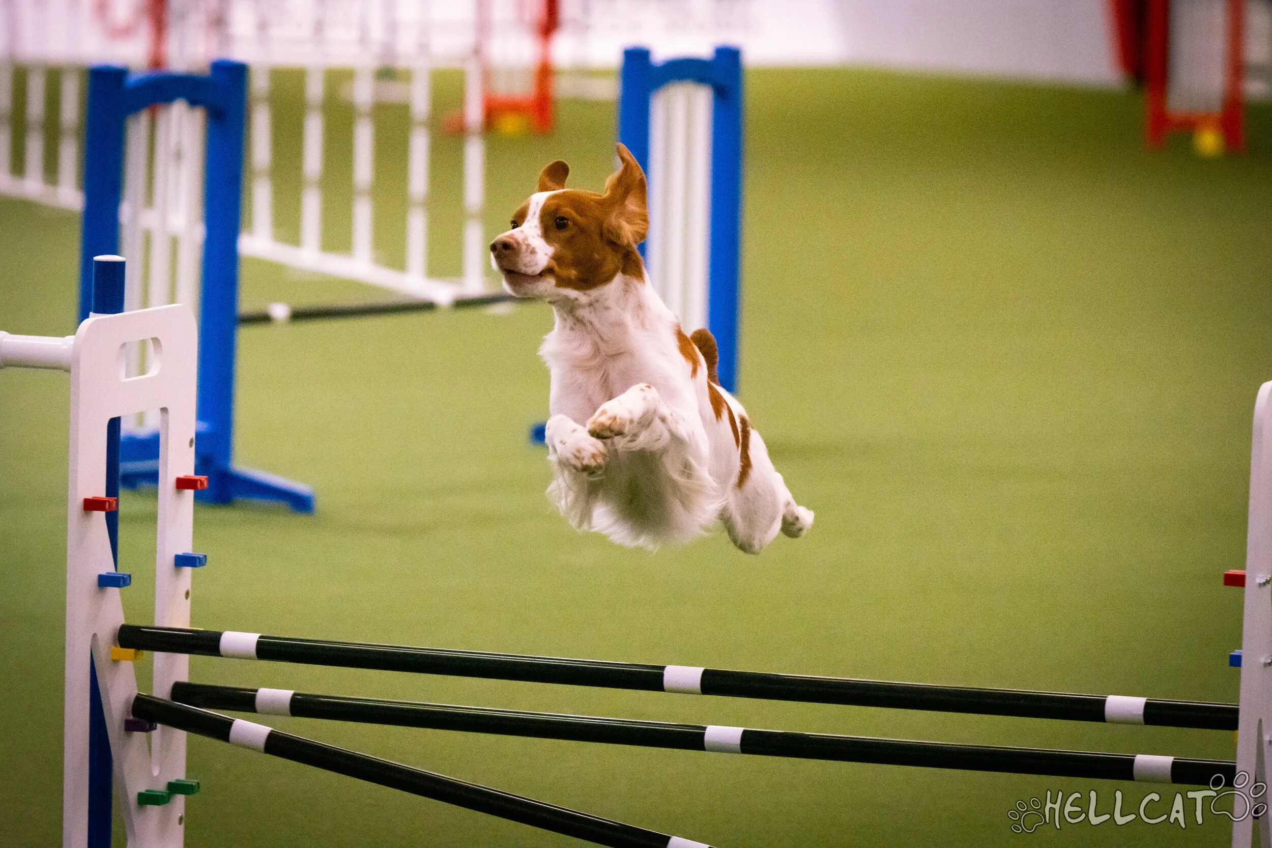 up and over dog agility