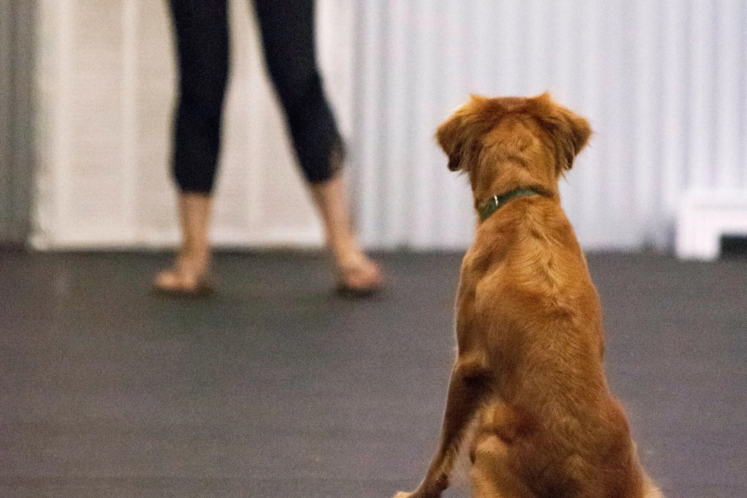 manners-level-up-dog-sports