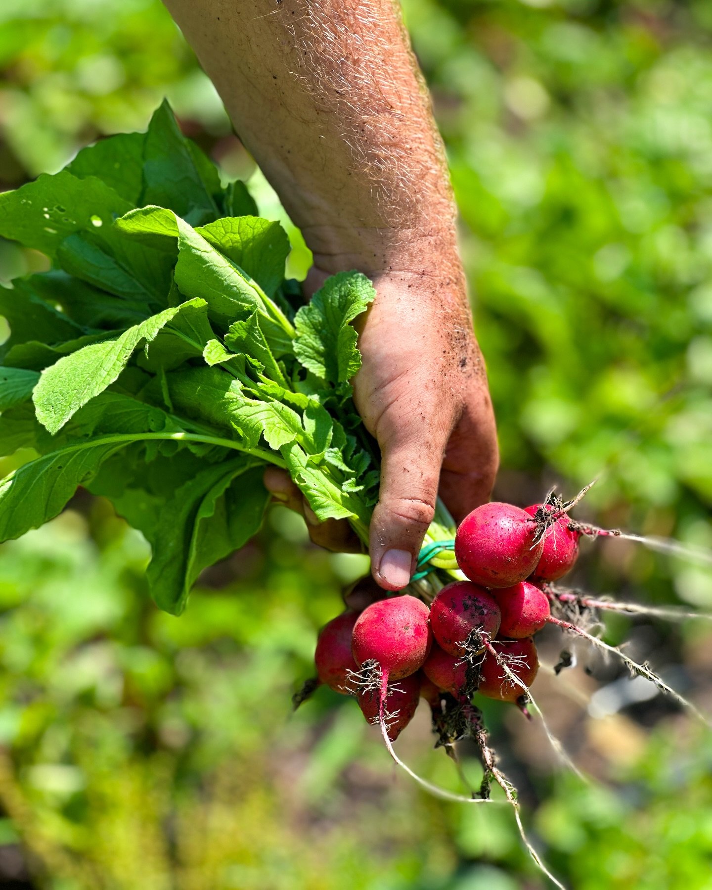 😅 OH YES WE DID harvest in the 90 degree weather today 🔥in order to bring the freshest produce possible to the @graftonfarmersmarket tomorrow! Come see us on the Common Wednesdays 2-6 and get your local veggie fix!