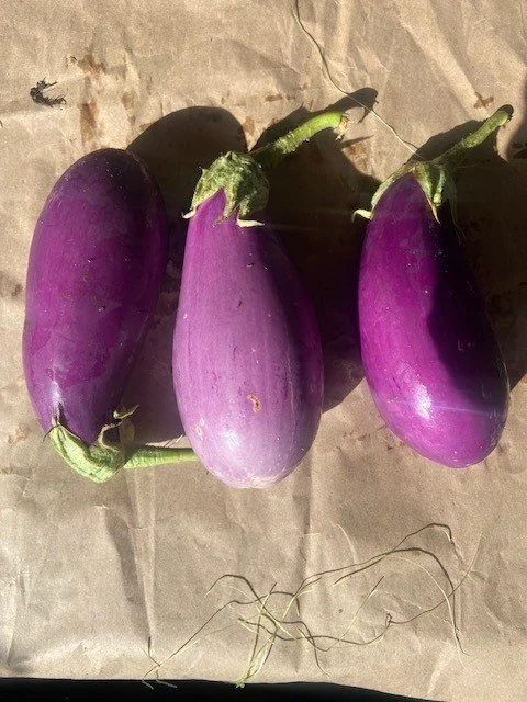 Italian Eggplant (1 lb.)