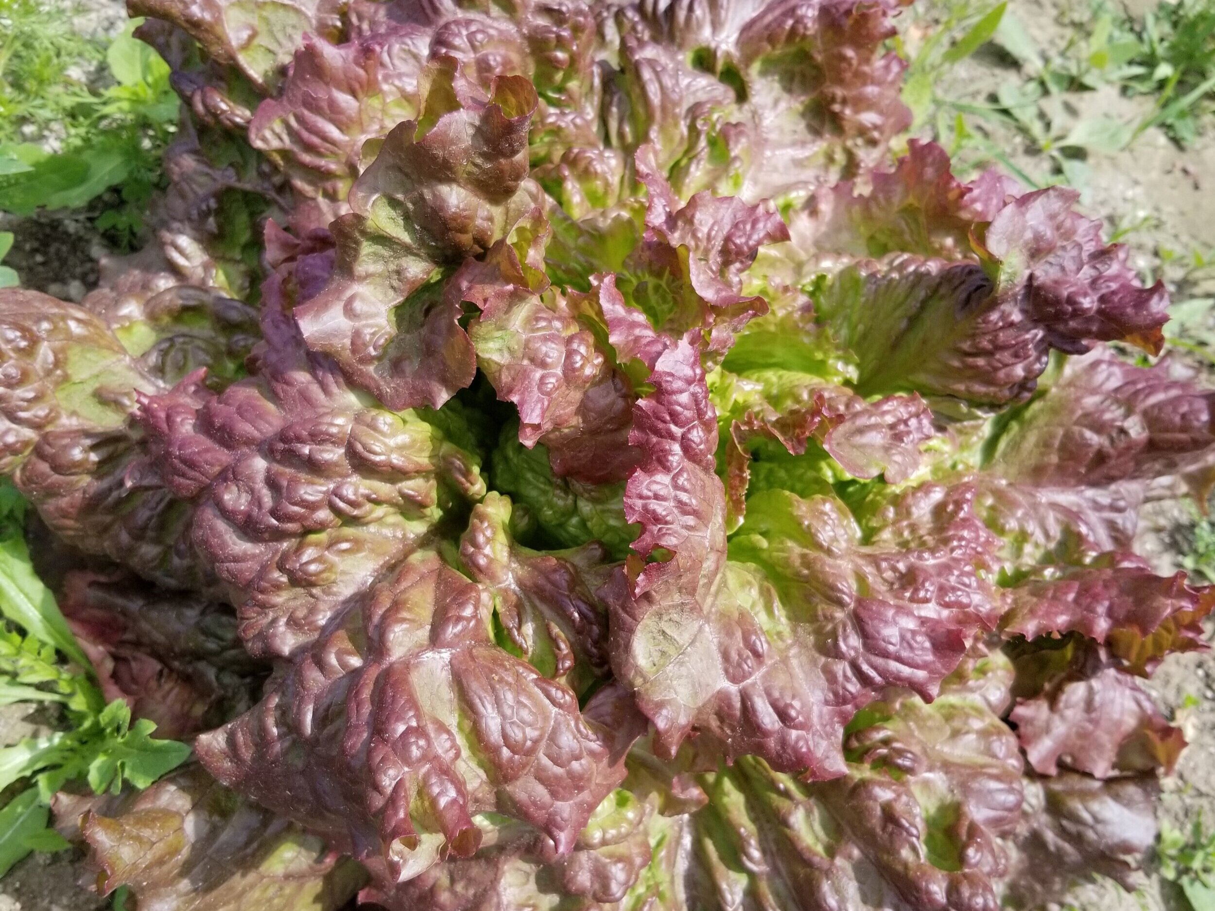Red+Fire+Lettuce.jpg