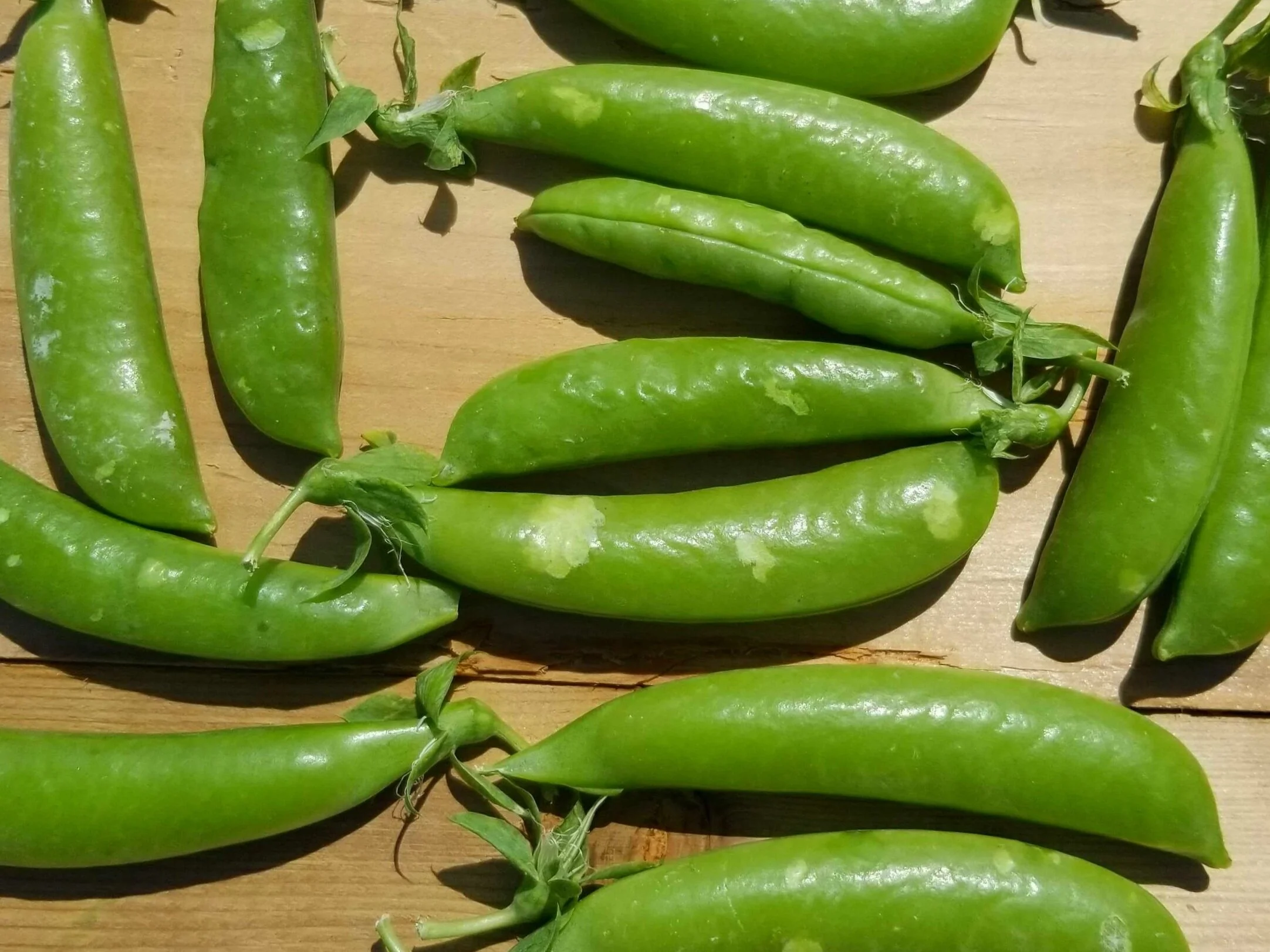 Snap+Peas.jpg