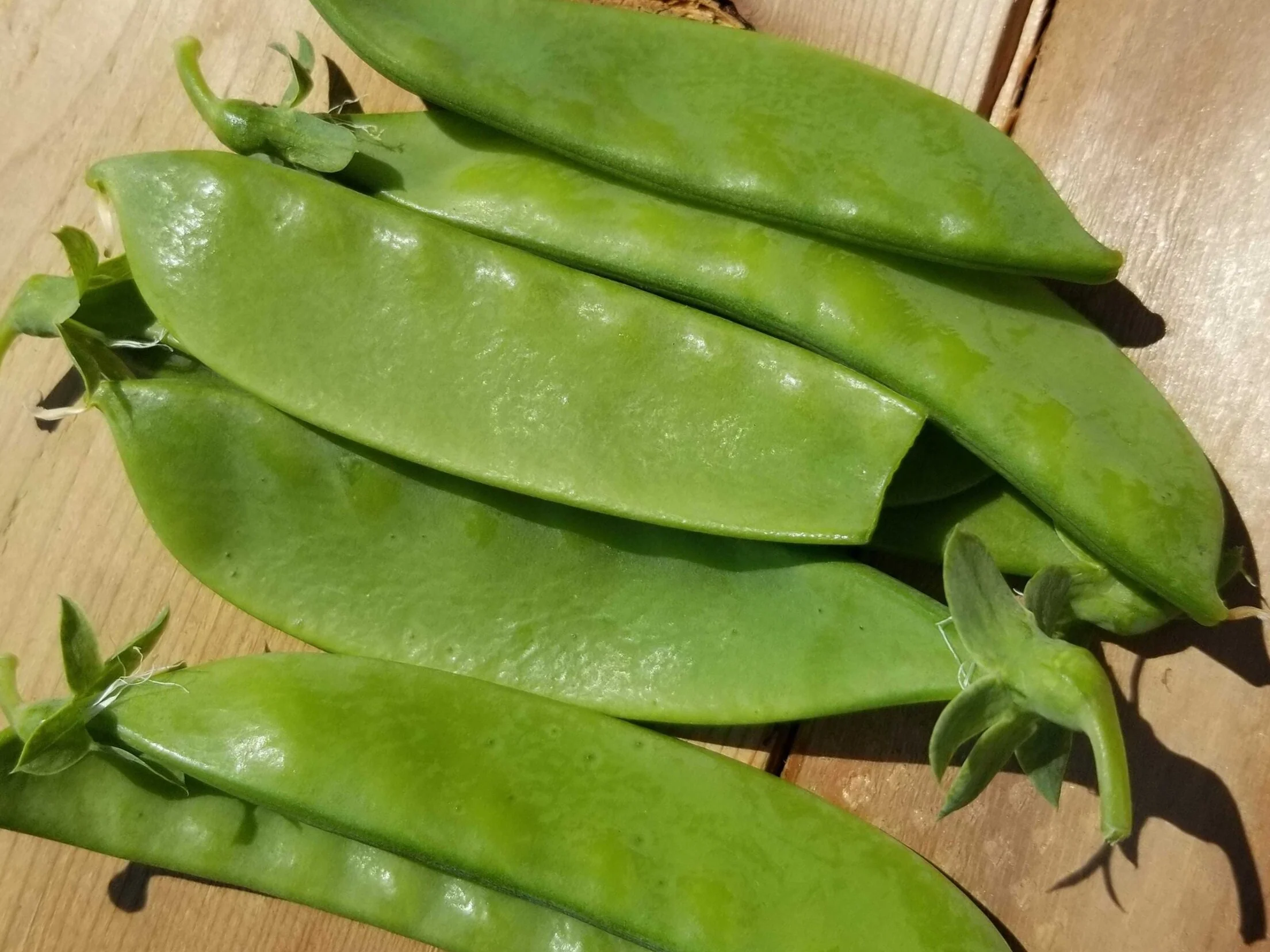 Snow+Peas.jpg