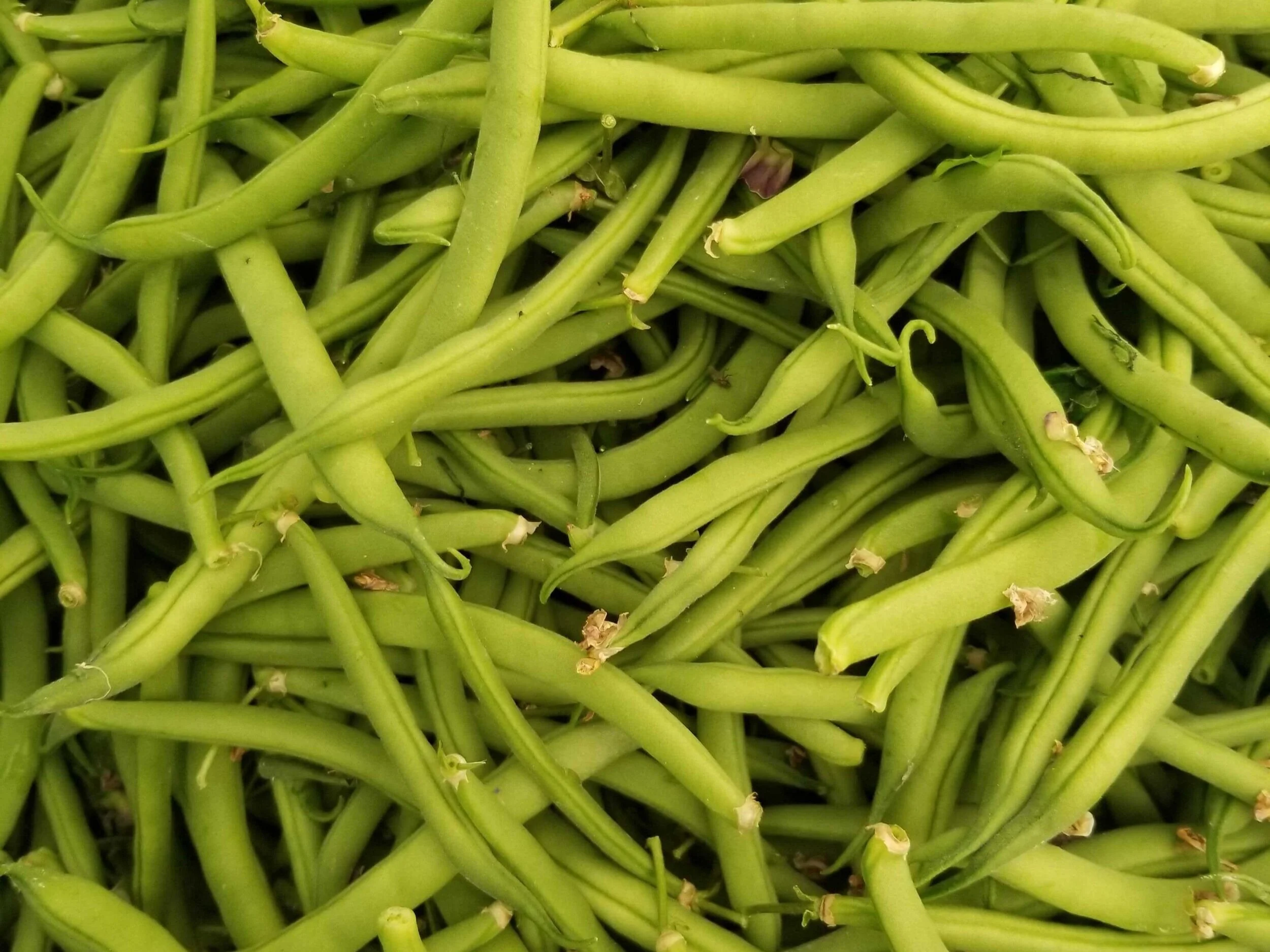 Green+Beans.jpg