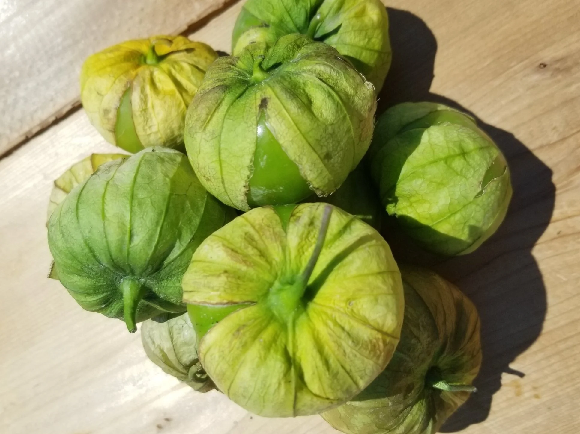 Tomatillo.jpg
