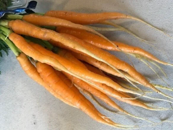 Orange+Carrots.jpg