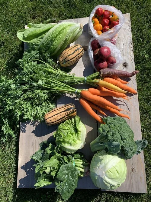CSA pic.jpg