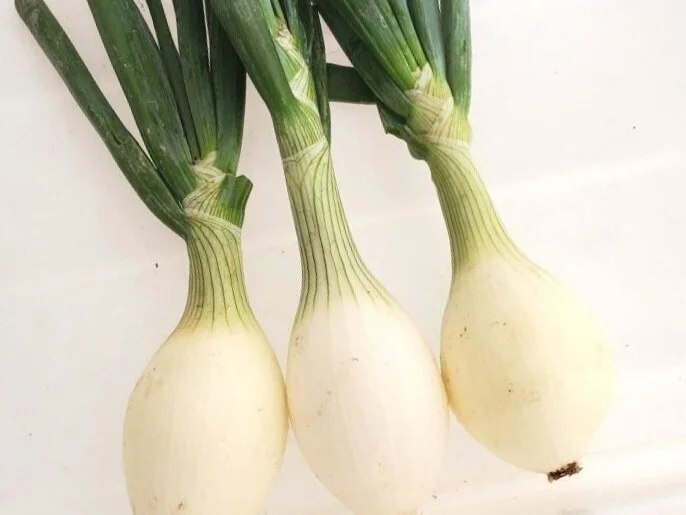 Onion 1.jpg