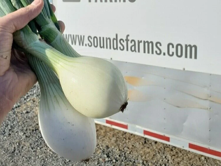 Onion 1.jpg