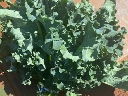 Green+Curly+Kale.jpg