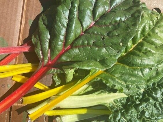 Rainbow+Chard.jpg