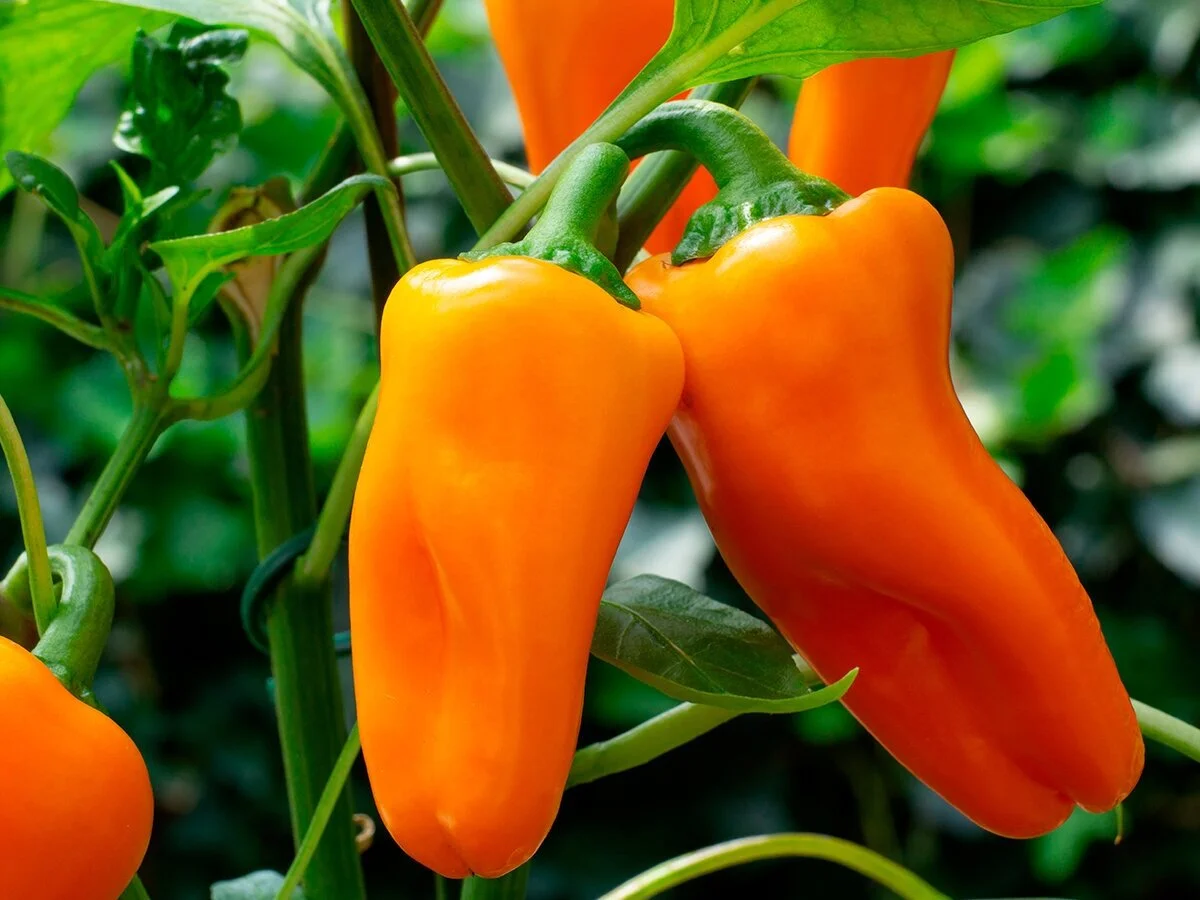 df_spotlight_0520_web_mini_pepper_v3.jpg