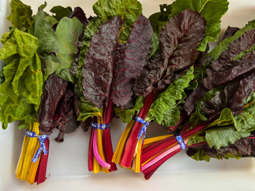 Rainbow Chard (1 bunch)