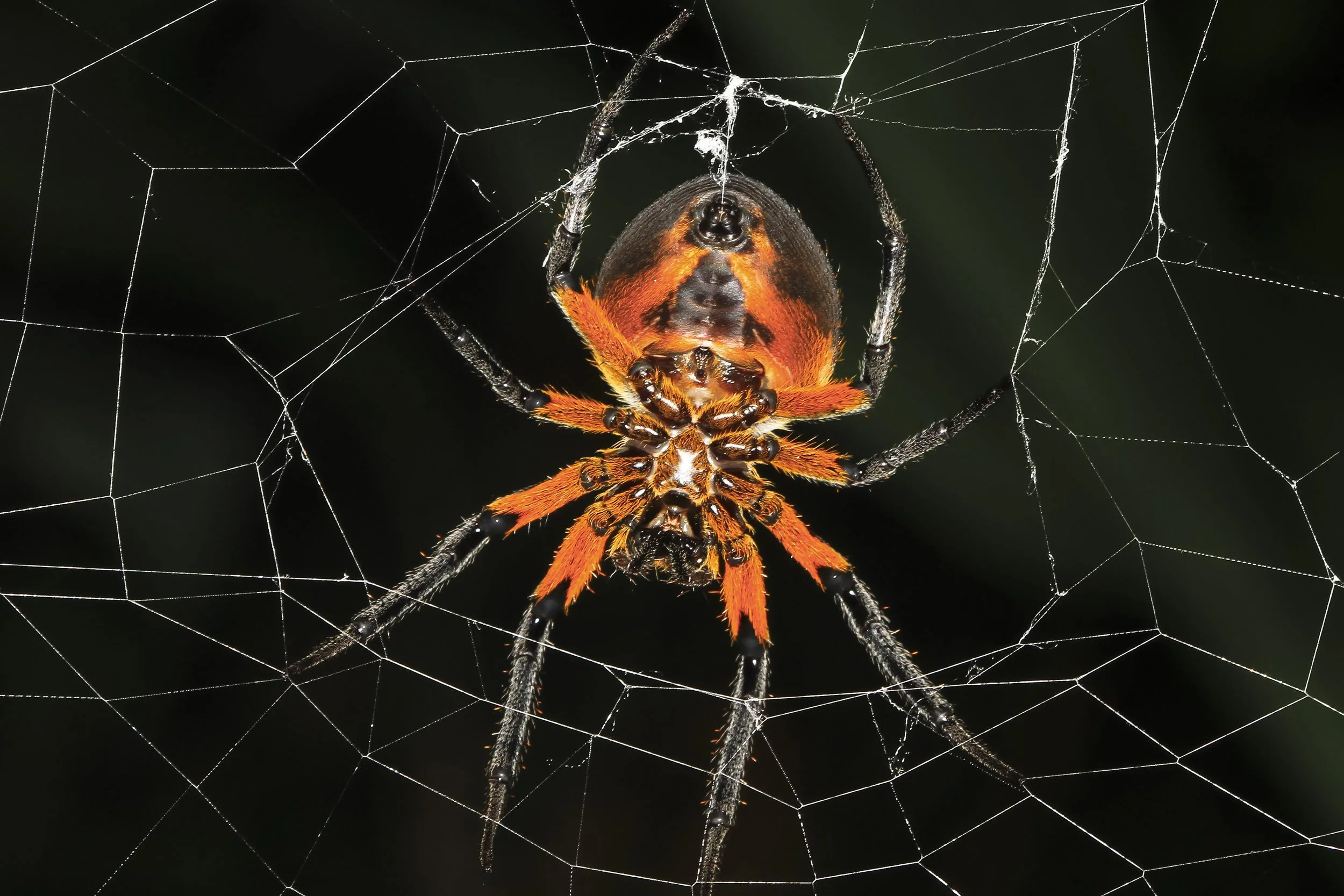 What the Dark Web Already Knows