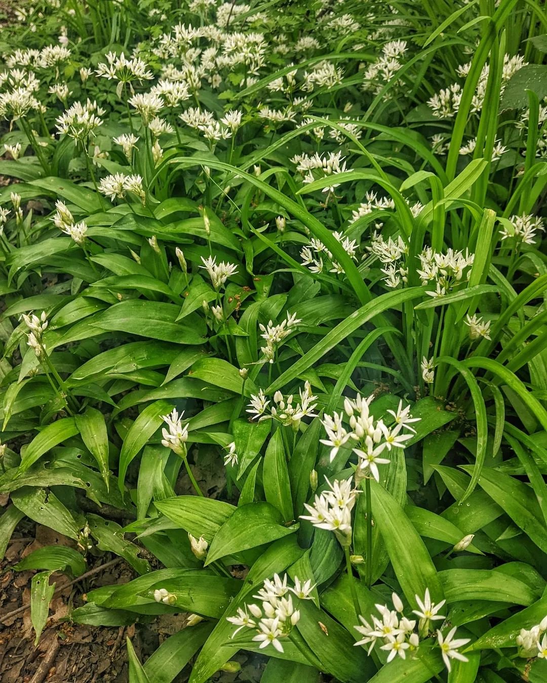 April means WILD GARLIC 🌱 making the most of the season by creating a few different wild garlic based dishes for my clients this week 🧡