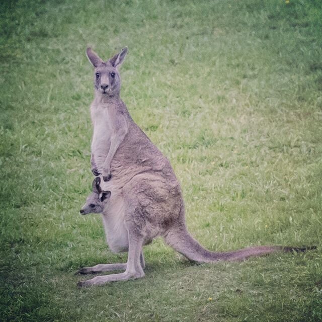#babyonboard #cutemama #kangaroo 💛