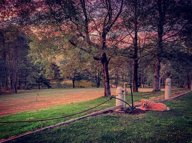 💫🌅🧡 #kinglake #sunset #peaceandquiet #relax #guesthouse #goldenretriever