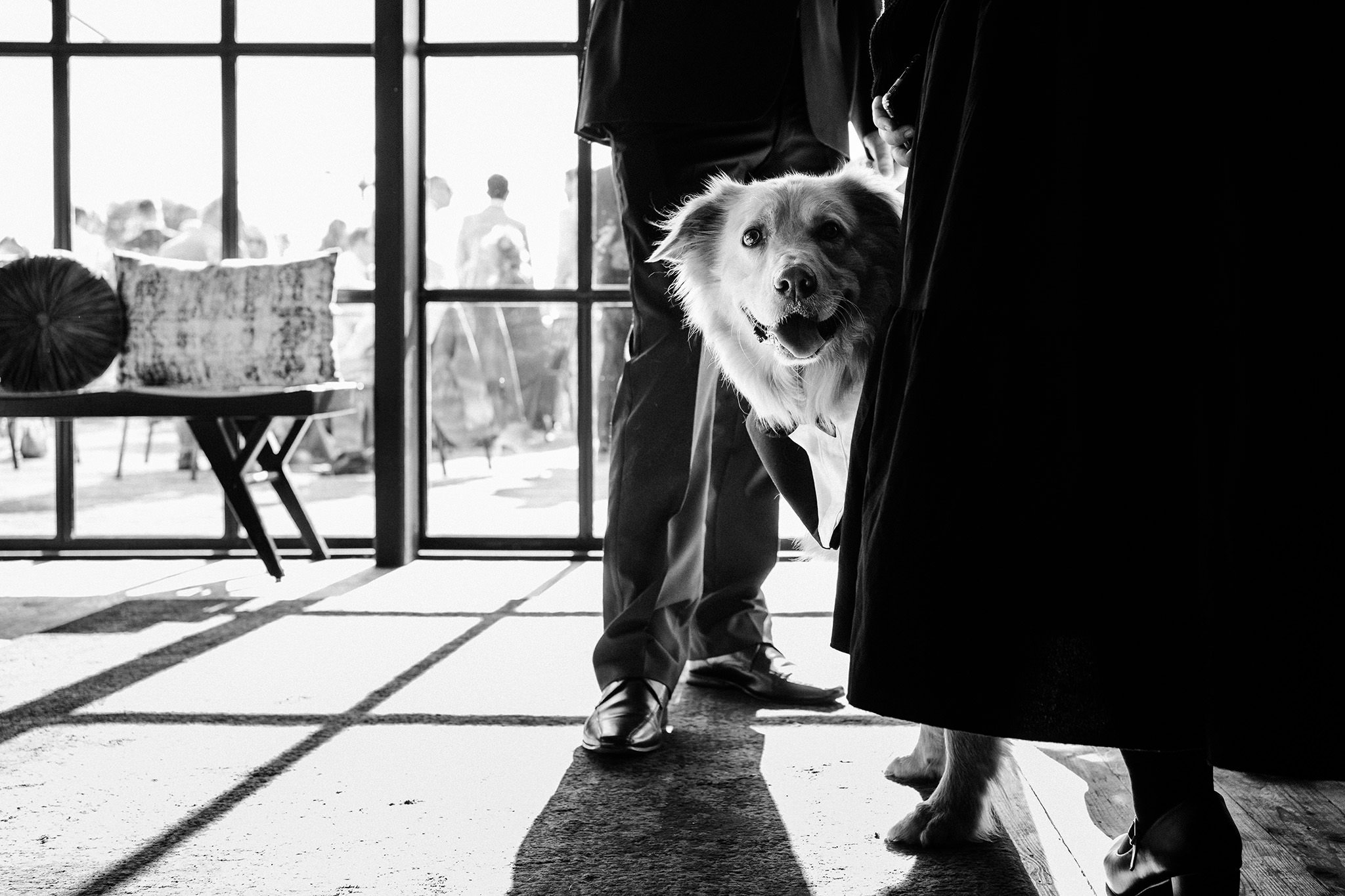 Dog at a wedding