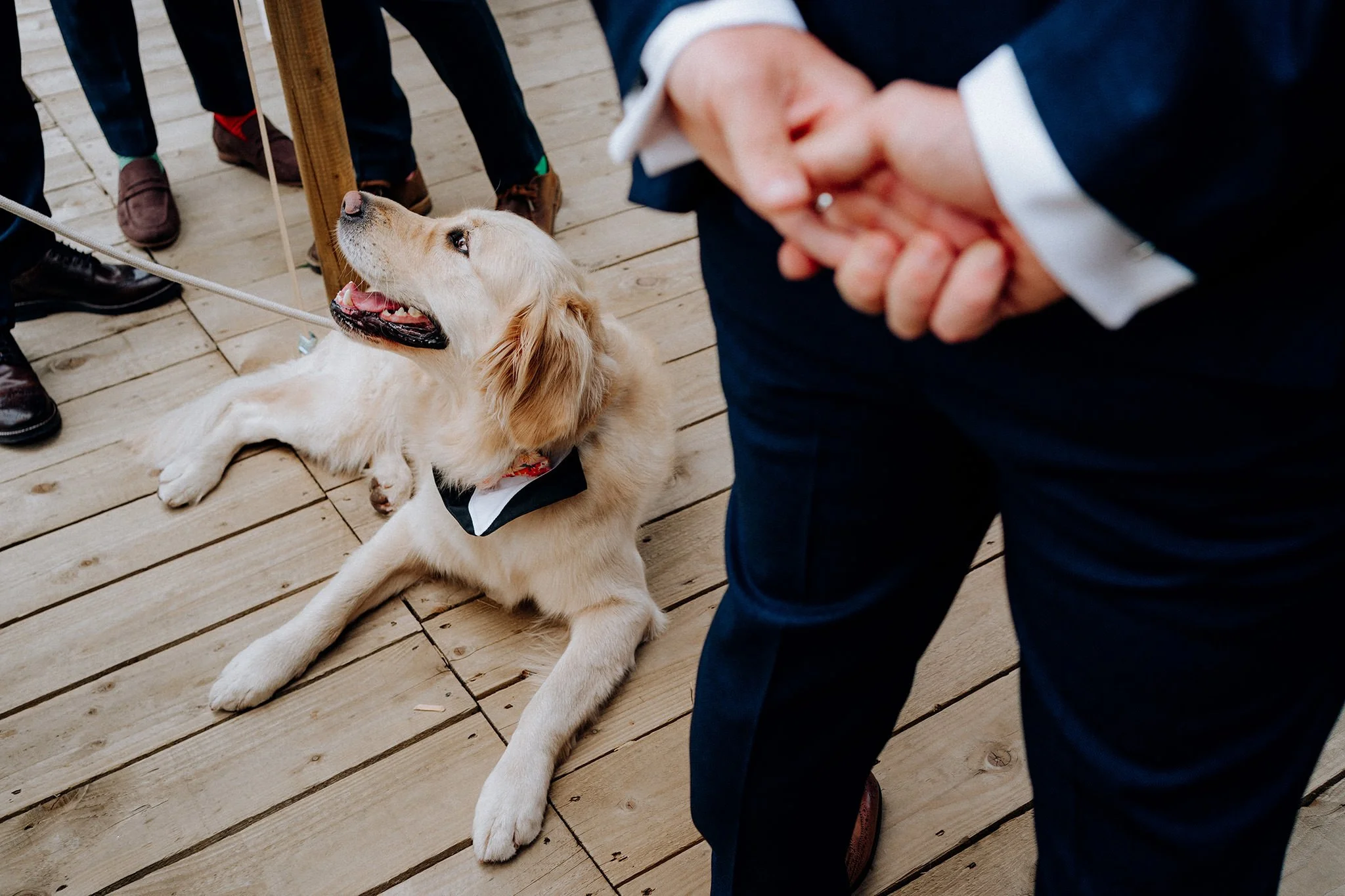four legged ring bearer at tipis at riley green