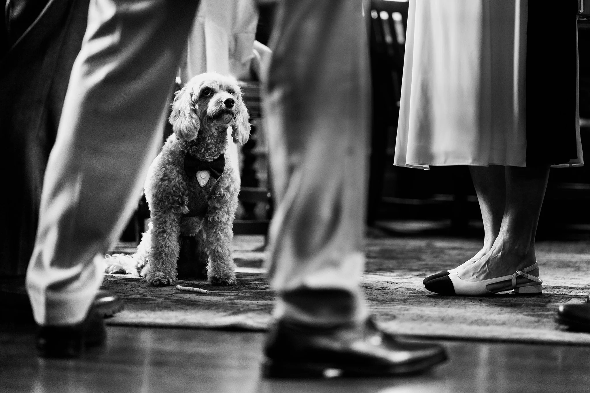 dog pre-ceremony at the black friar salford