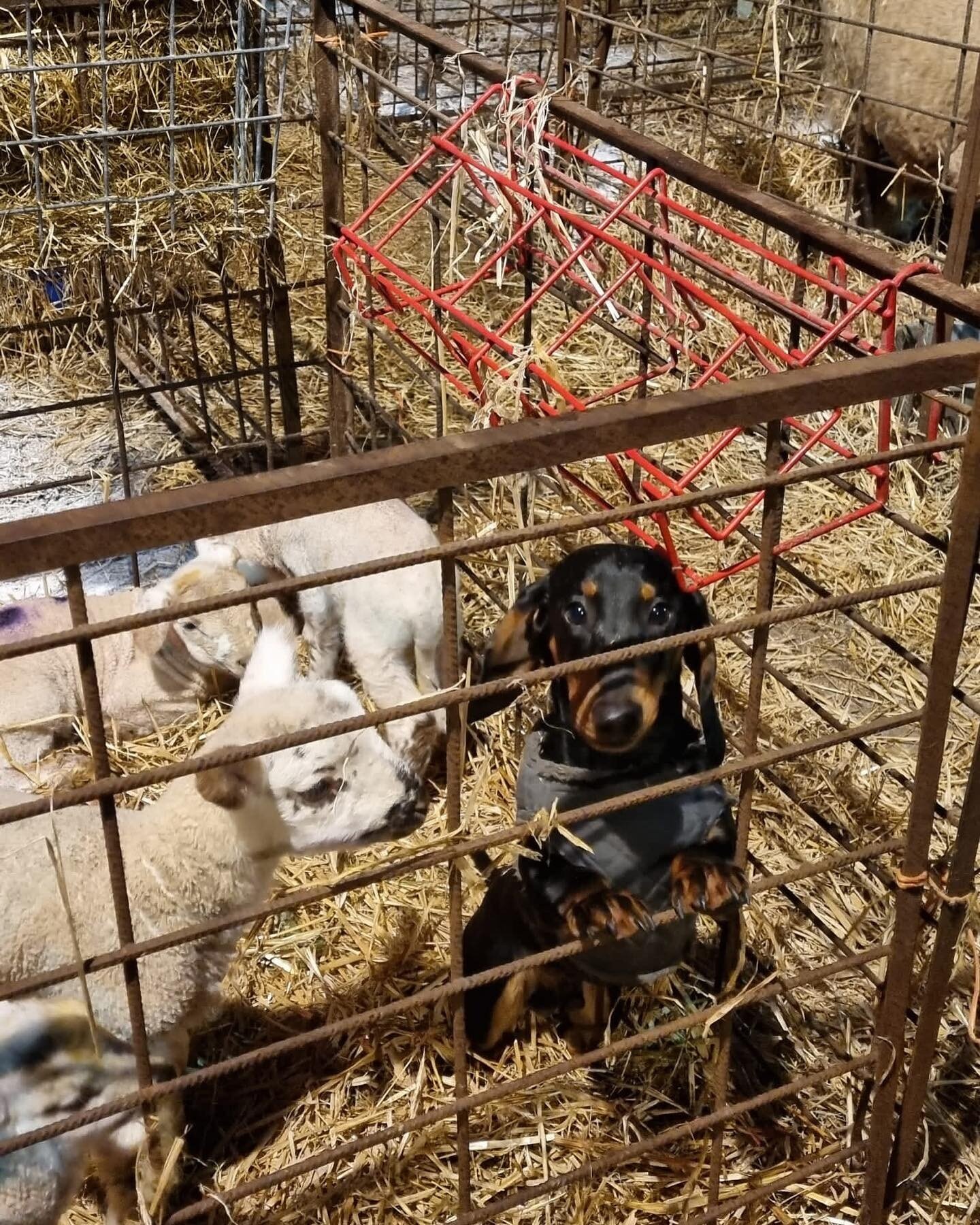 Looking after these lambs all day is tiring work&hellip;