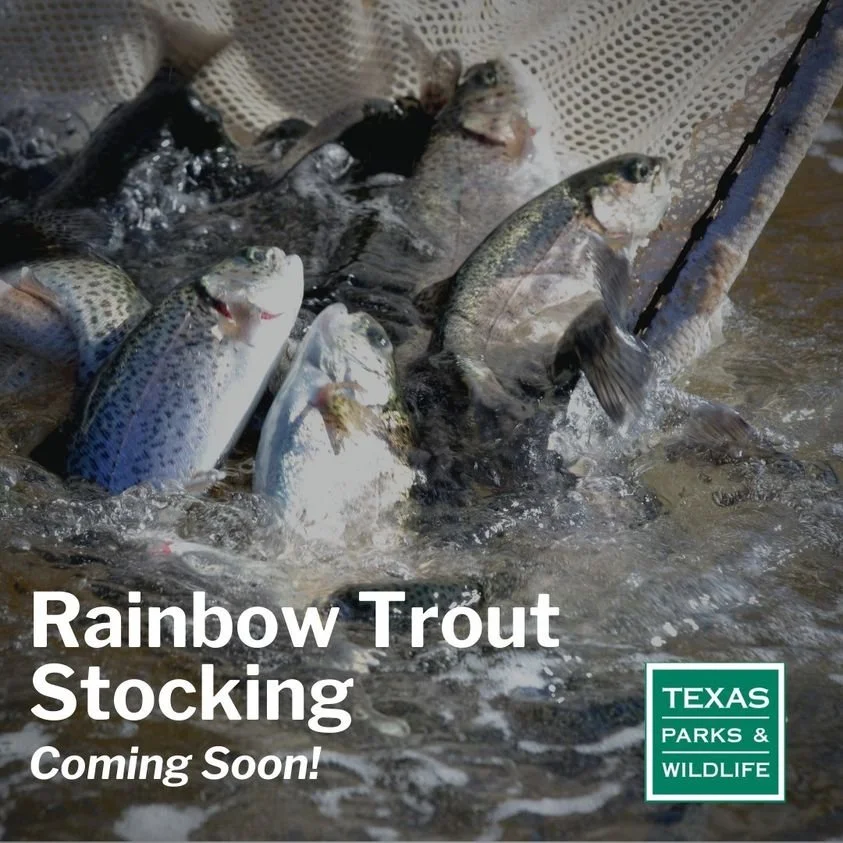 Llano River TPWD Rainbow Trout Release 2022 (Castell downstream) — Untitled