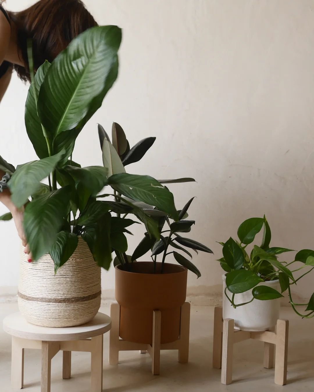 ✨ Al&ccedil;ada ajustable: Pots triar entre dues posicions per posar en valor la teva planta. 🪴 Versatilitat: Compatible amb testos de fins a 18 cm de di&agrave;metre. D&oacute;na-li un toc verd i elevat al teu espai amb La Selva! 🙌 La Selva+ tamb&