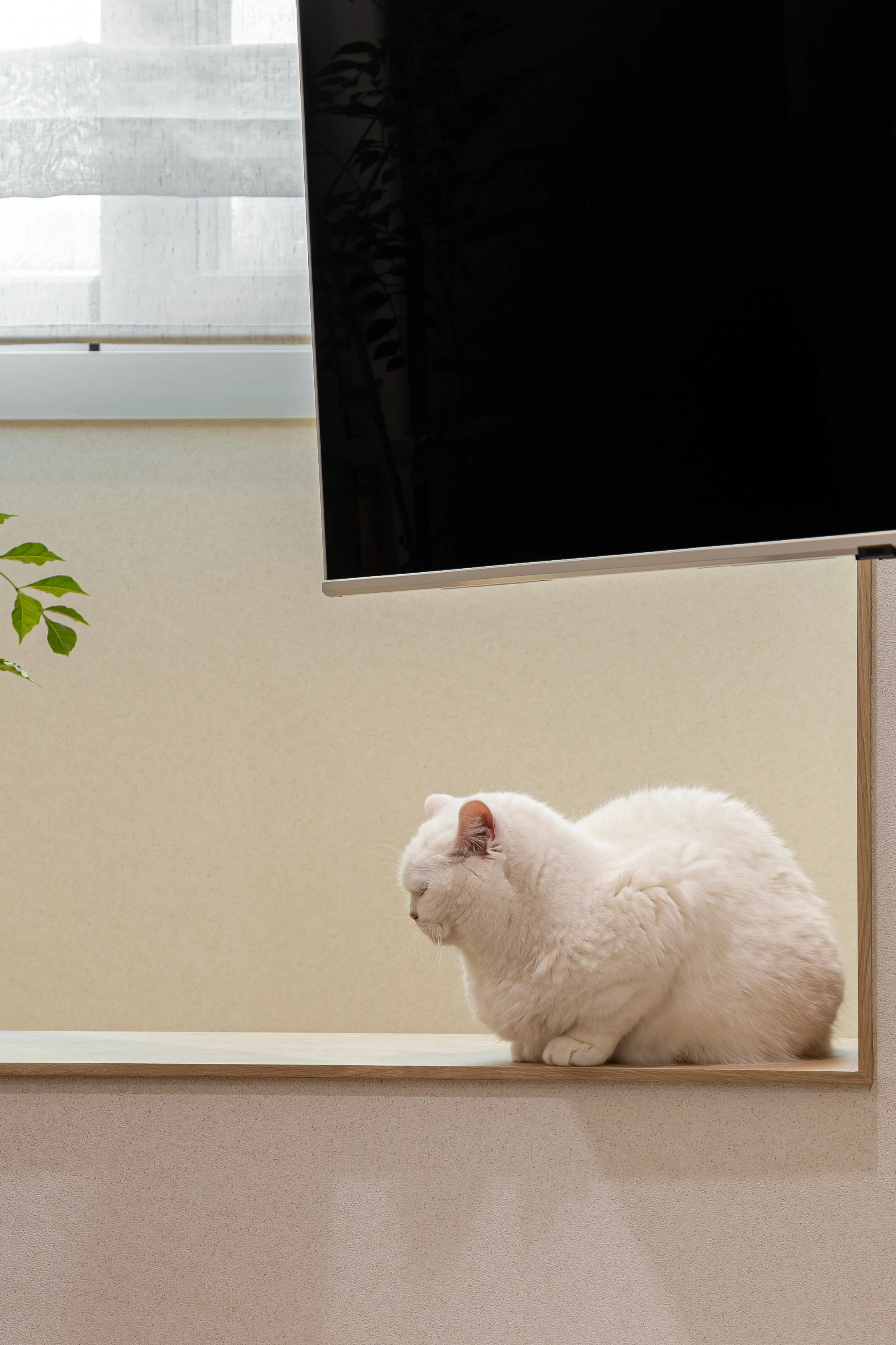 거실8(고양이).jpg
