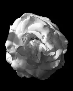 A White Camellia
