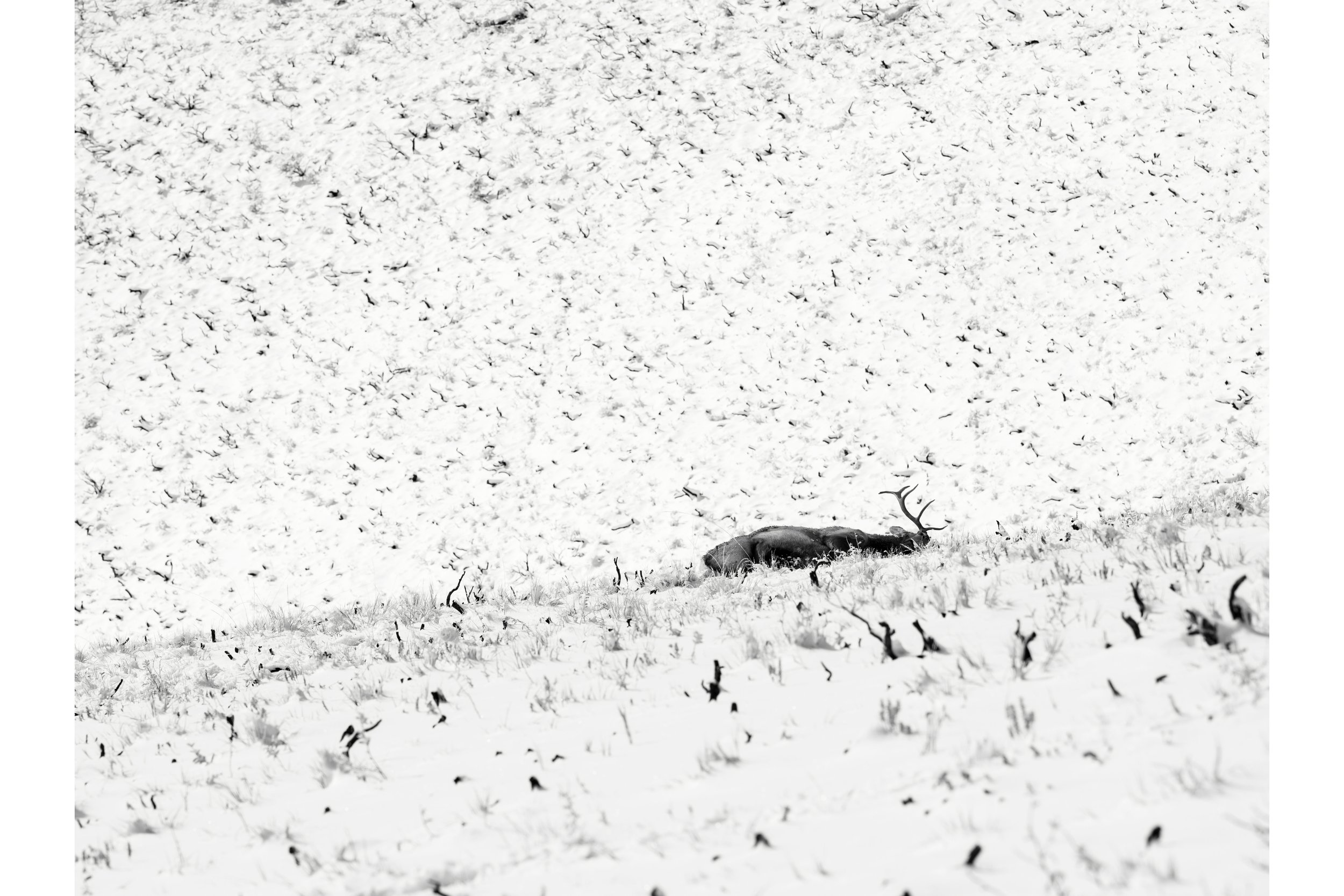 SnowShot_Lo_Web.jpg