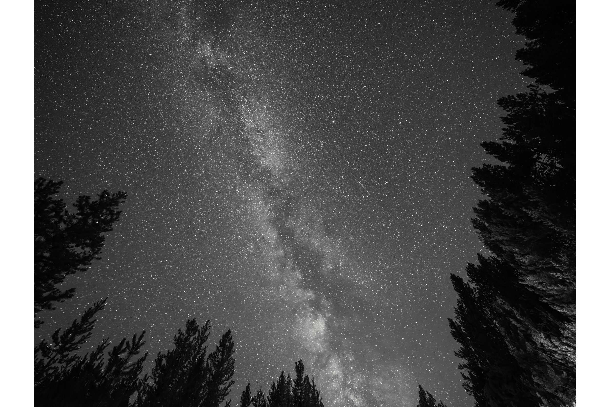 StarForest_Lo_2_Web.jpg